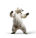 Dancing polar Bear on white, generative ai