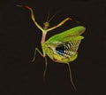 dancing praying mantis
