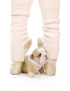 Dancing puppy Royalty Free Stock Photo
