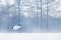 Dancing Red-crowned crane with open wing in flight, with snow storm, Hokkaido, Japan. Bird in fly, winter scene with snowflakes. Royalty Free Stock Photo