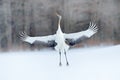 Dancing Red-crowned crane with open wing in flight, with snow storm, Hokkaido, Japan. Bird in fly, winter scene with snowflakes. S Royalty Free Stock Photo