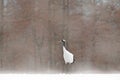 White Red-crowned crane with einter forest, with snow storm, Hokkaido, Japan. Bird in fly, winter scene with snowflakes. Snow danc Royalty Free Stock Photo