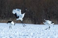 Dancing red crowned cranes grus japonensis with open wings on snowy meadow, mating dance ritual, winter, Hokkaido, Japan, japane Royalty Free Stock Photo