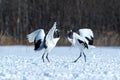 Dancing red crowned cranes grus japonensis with open wings on snowy meadow, mating dance ritual, winter, Hokkaido, Japan, japane Royalty Free Stock Photo