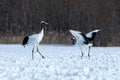 Dancing red crowned cranes grus japonensis with open wings on snowy meadow, mating dance ritual, winter, Hokkaido, Japan, japane Royalty Free Stock Photo