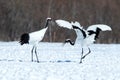 Dancing red crowned cranes grus japonensis with open wings on snowy meadow, mating dance ritual, winter, Hokkaido, Japan, Royalty Free Stock Photo