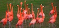 Dancing Red Flamingo Royalty Free Stock Photo