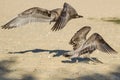 Dancing Seagulls Royalty Free Stock Photo