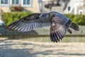 Dancing Seagulls Royalty Free Stock Photo