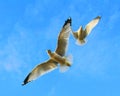 Dancing Seagulls Royalty Free Stock Photo