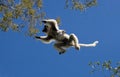 Dancing Sifaka in flight on blue sky background. Madagascar.