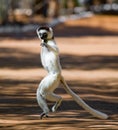 Dancing Sifaka is on the ground. Funny picture. Madagascar.