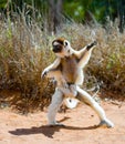 Dancing Sifaka is on the ground. Funny picture. Madagascar.