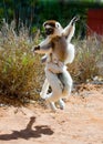 Dancing Sifaka is on the ground. Funny picture. Madagascar.