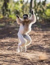 Dancing Sifaka is jumping. Madagascar.