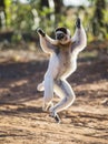 Dancing Sifaka is jumping. Madagascar.