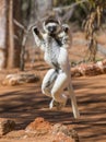 Dancing Sifaka is jumping. Madagascar.