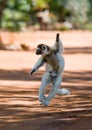 Dancing Sifaka is jumping. Madagascar.