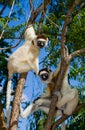Dancing Sifaka sitting on a tree. Madagascar.