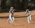 Dancing Sifakas are on the ground. Funny picture. Madagascar.