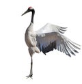 Dancing single japanese crane on white