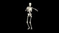 Dancing Skeleton 3D. 3D Skeleton Dance Animation. Skeleton 3D dance.