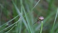 Dancing snail on grass leaf