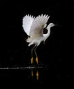A dancing snowy white egret above the water