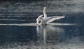 Dancing Swan Royalty Free Stock Photo