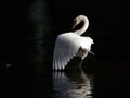 Dancing swan Royalty Free Stock Photo