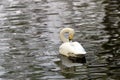 Dancing swan Royalty Free Stock Photo
