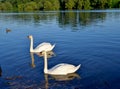 Dancing of swans