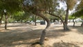 Dancing tree in a Park