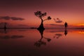 The dancing tree with sunset in Indonesia `Sumba`