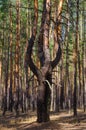 Dancing tree. Twin trees.Two identical trees in a pine forest. Tree dance