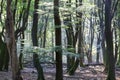 Dancing trees in Speulderbos in the Netherlands