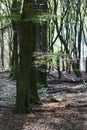 Dancing trees in Speulderbos in the Netherlands