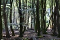 Dancing trees in Speulderbos in the Netherlands