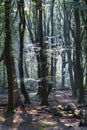 Dancing trees in Speulderbos in the Netherlands