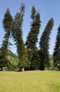 The dancing trees in a srilanka