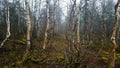 Dancing trees in the Ural forest on the mountain of the Commemorated stone. Royalty Free Stock Photo