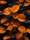 Dancing in the Twilight The Mystique of Orange Summer Leaves and Dew Drops in the Dark Setting Royalty Free Stock Photo