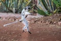 Dancing Verreaux`s Sifaka Lemur