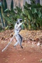 Dancing Verreaux`s Sifaka Lemur Royalty Free Stock Photo