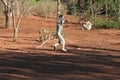 Dancing Verreaux sifika lemurs Royalty Free Stock Photo