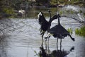 Dancing Water Birds on a sunny Summer Day