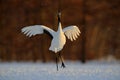 Dancing white bird Red-crowned crane, Grus japonensis, with open wing, with snow storm, during sunset, Hokkaido, Japan