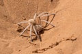 Dancing White Lady Spider Royalty Free Stock Photo