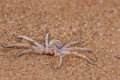 Dancing White Lady Spider at the namib desert Royalty Free Stock Photo