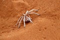 Dancing white lady spider - Namibia Africa Royalty Free Stock Photo